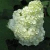 Gatsby Moon® Oakleaf Hydrangea 2 Gatsby Moon® Oakleaf Hydrangea -Garden Plants Store Hydrangea Gatsby Moon 1 P sw