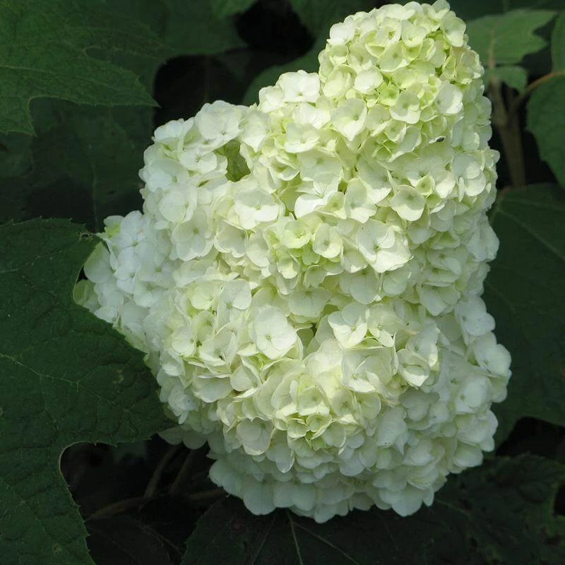 Gatsby Moon® Oakleaf Hydrangea 3 Gatsby Moon® Oakleaf Hydrangea