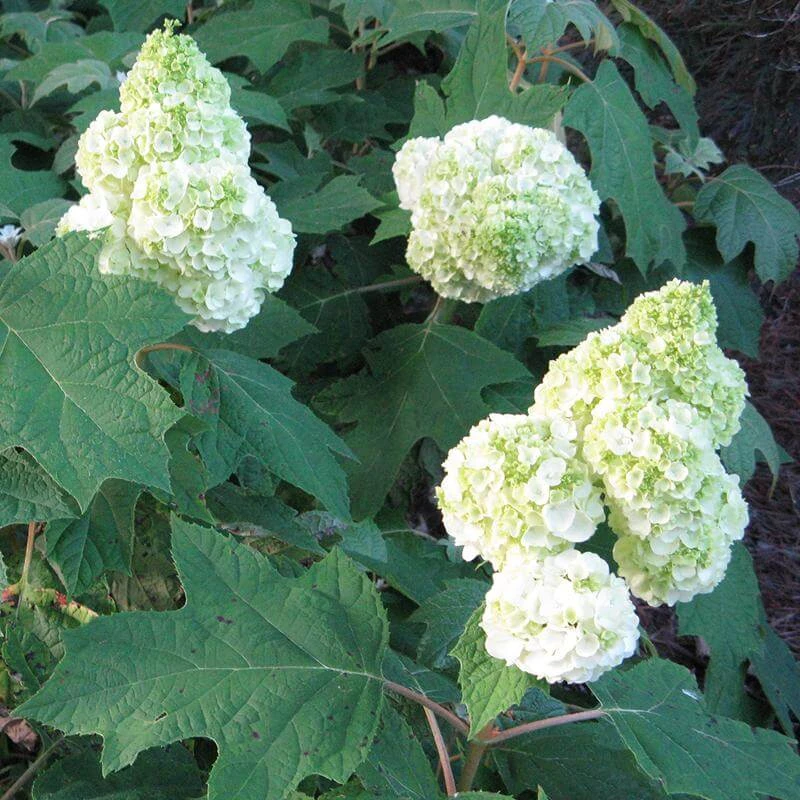 Gatsby Moon® Oakleaf Hydrangea 4 Gatsby Moon® Oakleaf Hydrangea - Image 2