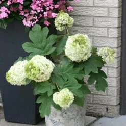 Gatsby Moon® Oakleaf Hydrangea 10 Gatsby Moon® Oakleaf Hydrangea -Garden Plants Store Hydrangea Gatsby Moon 3 P sw