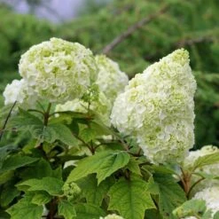 Gatsby Moon® Oakleaf Hydrangea 12 Gatsby Moon® Oakleaf Hydrangea -Garden Plants Store Hydrangea Gatsby Moon 5 P sw