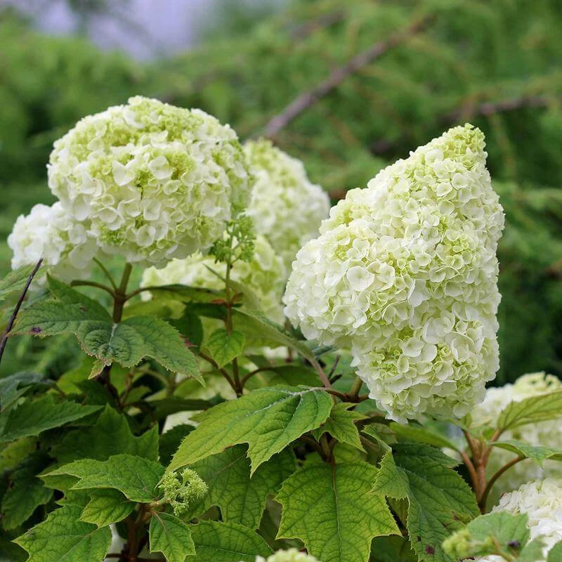 Gatsby Moon® Oakleaf Hydrangea 7 Gatsby Moon® Oakleaf Hydrangea - Image 5