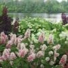 Gatsby Pink® Oakleaf Hydrangea 1 Gatsby Pink® Oakleaf Hydrangea -Garden Plants Store Hydrangea Gatsby Pink 1 P sw