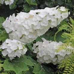 Gatsby Pink® Oakleaf Hydrangea -Garden Plants Store Hydrangea Gatsby Pink 4 P sw