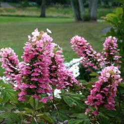 Gatsby Pink® Oakleaf Hydrangea -Garden Plants Store Hydrangea Gatsby Pink 5 P sw