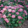Invincibelle® Ruby Smooth Hydrangea 1 Invincibelle® Ruby Smooth Hydrangea -Garden Plants Store Hydrangea Invincibelle Ruby 1 P