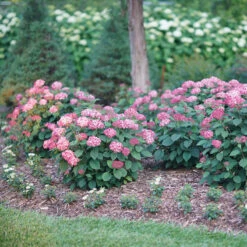 Invincibelle® Ruby Smooth Hydrangea -Garden Plants Store Hydrangea Invincibelle Ruby 3 P