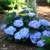 Let's Dance® Blue Jangles® Bigleaf Hydrangea -Garden Plants Store Hydrangea Lets Dance Blue Jangles 1 P