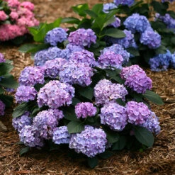 Let's Dance® Blue Jangles® Bigleaf Hydrangea -Garden Plants Store Hydrangea Lets Dance Blue Jangles 2 P