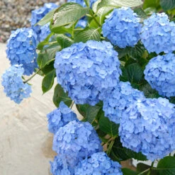 Let's Dance® Blue Jangles® Bigleaf Hydrangea -Garden Plants Store Hydrangea Lets Dance Blue Jangles 3 P