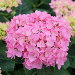 Let's Dance® Blue Jangles® Bigleaf Hydrangea -Garden Plants Store Hydrangea Lets Dance Blue Jangles 4 P