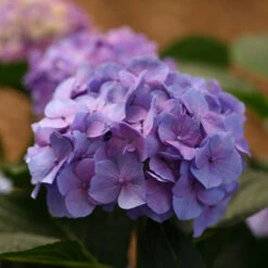 Let's Dance® Blue Jangles® Bigleaf Hydrangea -Garden Plants Store Hydrangea Lets Dance Blue Jangles 6 P
