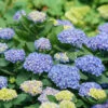 Let's Dance® Rhythmic Blue® Bigleaf Hydrangea -Garden Plants Store Hydrangea Lets Dance Rhythmic Blue 1 P