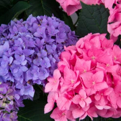 Let's Dance® Rhythmic Blue® Bigleaf Hydrangea -Garden Plants Store Hydrangea Lets Dance Rhythmic Blue 3 P