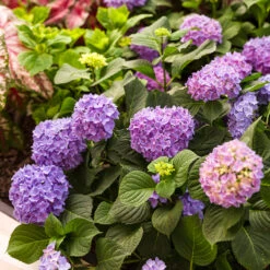 Let's Dance® Rhythmic Blue® Bigleaf Hydrangea -Garden Plants Store Hydrangea Lets Dance Rhythmic Blue 4 P