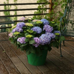 Let's Dance® Rhythmic Blue® Bigleaf Hydrangea -Garden Plants Store Hydrangea Lets Dance Rhythmic Blue 5 P