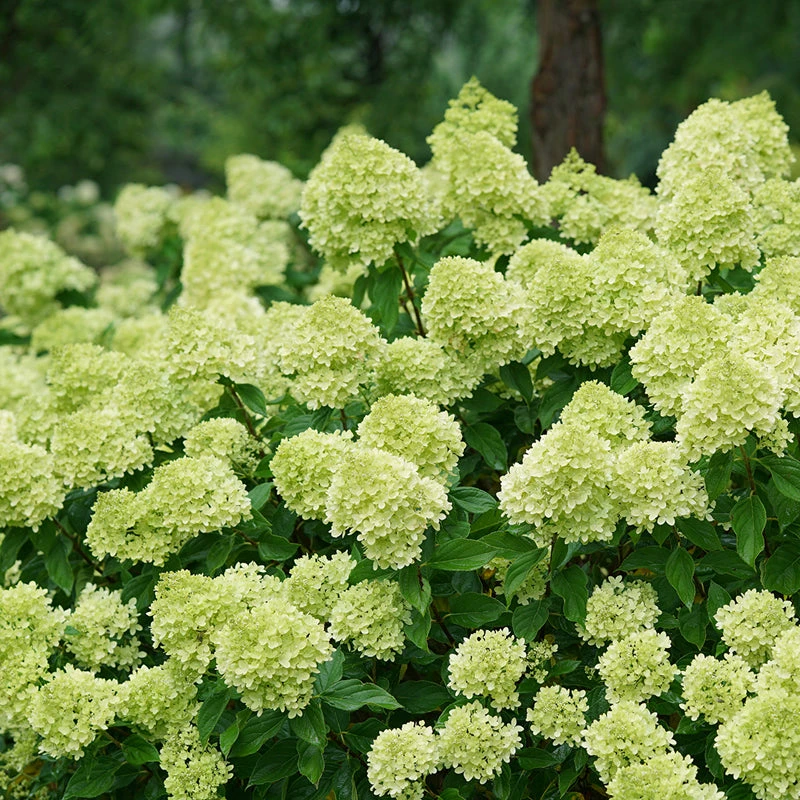 Little Lime® Panicle Hydrangea 3 Little Lime® Panicle Hydrangea