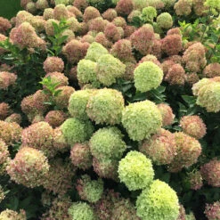 Little Lime® Panicle Hydrangea 13 Little Lime® Panicle Hydrangea -Garden Plants Store Hydrangea Little Lime 4 P