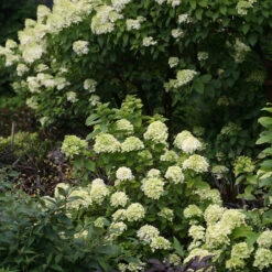 Little Lime® Panicle Hydrangea 15 Little Lime® Panicle Hydrangea -Garden Plants Store Hydrangea Little Lime 6 P