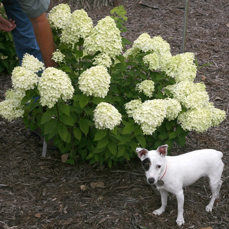 Little Lime® Panicle Hydrangea 9 Little Lime® Panicle Hydrangea - Image 7