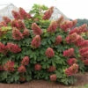 'Ruby Slippers' Oakleaf Hydrangea 2 'Ruby Slippers' Oakleaf Hydrangea -Garden Plants Store Hydrangea Ruby Slippers square