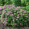 Tuff Stuff™ Red Mountain Hydrangea 1 Tuff Stuff™ Red Mountain Hydrangea -Garden Plants Store Hydrangea Tuff Stuf Red 1 P