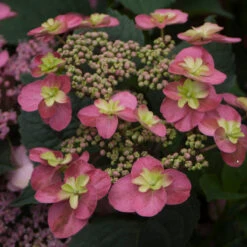 Tuff Stuff™ Red Mountain Hydrangea 9 Tuff Stuff™ Red Mountain Hydrangea -Garden Plants Store Hydrangea Tuff Stuf Red 2 P
