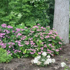 Tuff Stuff™ Red Mountain Hydrangea 10 Tuff Stuff™ Red Mountain Hydrangea -Garden Plants Store Hydrangea Tuff Stuf Red 4 P