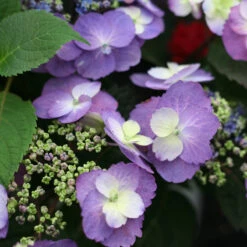 Tuff Stuff™ Mountain Hydrangea -Garden Plants Store Hydrangea Tuff Stuff 4 P