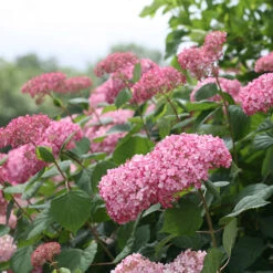 Invincibelle Spirit® II Smooth Hydrangea -Garden Plants Store Hydrangea arborescens Invincibelle Spirit II 3 P
