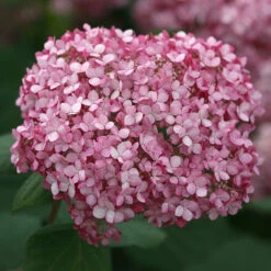 Invincibelle Spirit® II Smooth Hydrangea -Garden Plants Store Hydrangea arborescens Invincibelle Spirit II 4 P