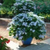 Tuff Stuff Ah-Ha® Mountain Hydrangea 2 Tuff Stuff Ah-Ha® Mountain Hydrangea -Garden Plants Store Hydrangea serrata Tuff Stuff Ah Ha DSC04435