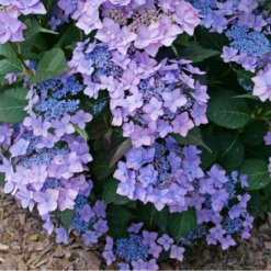 Let's Dance Can Do!® Bigleaf Hydrangea -Garden Plants Store HydrangeaLetsDanceCanDoP1226578 800x800 e24c668