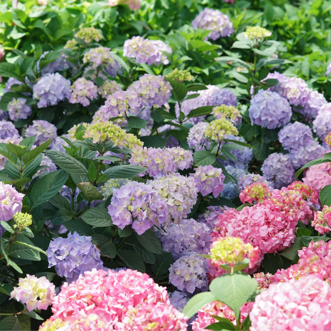 Let's Dance Sky View® Bigleaf Hydrangea 3 Let's Dance Sky View® Bigleaf Hydrangea