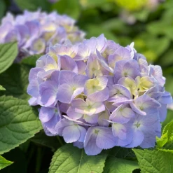 Let's Dance Sky View® Bigleaf Hydrangea 11 Let's Dance Sky View® Bigleaf Hydrangea -Garden Plants Store HydrangeaLetsDanceSkyViewIMG 7956 1080x1080 353504f