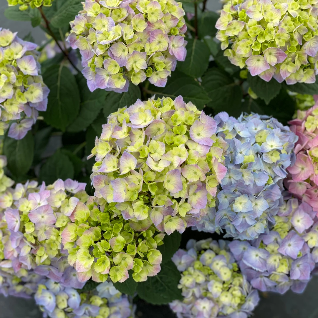 Let's Dance Sky View® Bigleaf Hydrangea 7 Let's Dance Sky View® Bigleaf Hydrangea - Image 5