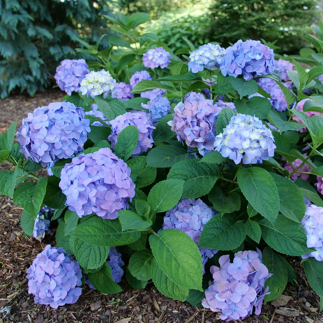 Let's Dance Sky View® Bigleaf Hydrangea 4 Let's Dance Sky View® Bigleaf Hydrangea - Image 2