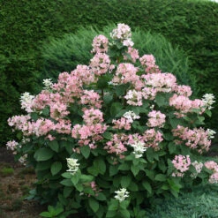 Quick Fire® Panicle Hydrangea -Garden Plants Store HydrangeaQuickFire4
