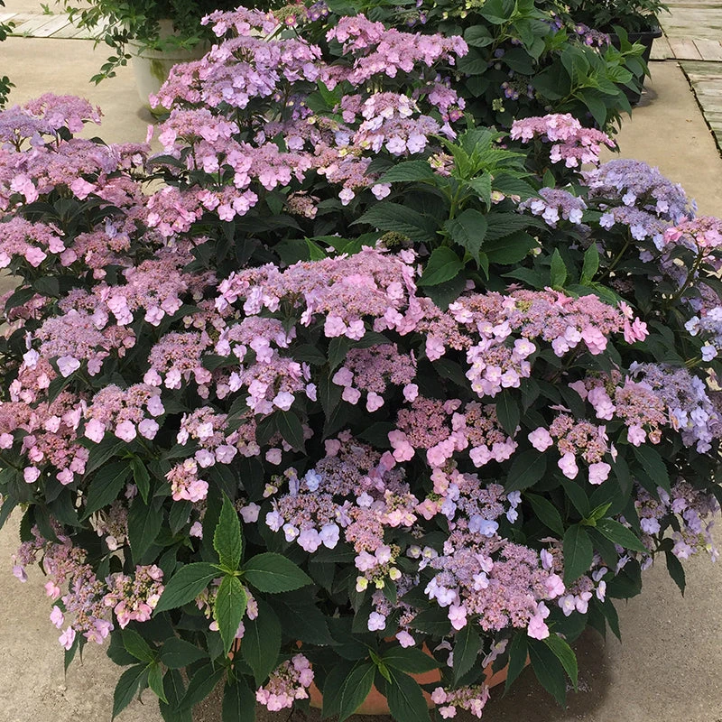 Tiny Tuff Stuff™ Mountain Hydrangea 4 Tiny Tuff Stuff™ Mountain Hydrangea - Image 2