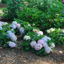 Wee Bit Innocent™ Bigleaf Hydrangea 10 Wee Bit Innocent™ Bigleaf Hydrangea -Garden Plants Store Hydrangea mac Wee Bit Innocent DSC08253