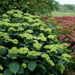 Invincibelle Sublime™ Smooth Hydrangea 10 Invincibelle Sublime™ Smooth Hydrangea -Garden Plants Store HydrangeaarborescensInvincibelleSublimeP1071887 800x800 8447e3e