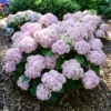 Wee Bit Innocent™ Bigleaf Hydrangea 1 Wee Bit Innocent™ Bigleaf Hydrangea -Garden Plants Store HydrangeamacWeeBitInnocentP1196527 800x800 8403209
