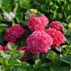 Let's Dance Lovable™ Bigleaf Hydrangea -Garden Plants Store HydrangeamacrophyllaLetsDanceLovableDSC07207 1080x1080 c170c60