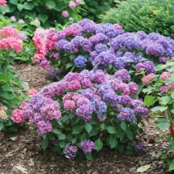 Let's Dance Lovable™ Bigleaf Hydrangea -Garden Plants Store HydrangeamacrophyllaLetsDanceLovableDSC08856 1080x1080 bb94f5a