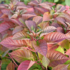 Let's Dance Lovable™ Bigleaf Hydrangea -Garden Plants Store HydrangeamacrophyllaLetsDanceLoveableP1106809 1080x1080 27adc42