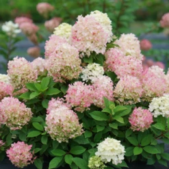 Fire Light Tidbit® Panicle Hydrangea 11 Fire Light Tidbit® Panicle Hydrangea -Garden Plants Store HydrangeapaniculataFireLightTidbitDSC02390 800x800 f760462