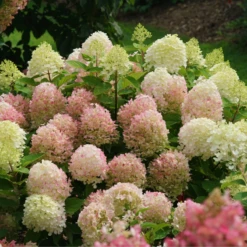 Fire Light Tidbit® Panicle Hydrangea 12 Fire Light Tidbit® Panicle Hydrangea -Garden Plants Store HydrangeapaniculataFireLightTidbitIMG 0114 800x800 d3572ab