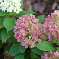 Fire Light Tidbit® Panicle Hydrangea 13 Fire Light Tidbit® Panicle Hydrangea -Garden Plants Store HydrangeapaniculataFireLightTidbitP1106064 800x800 be527ea