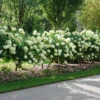 'Limelight' Panicle Hydrangea 1 'Limelight' Panicle Hydrangea -Garden Plants Store HydrangeapaniculataLimelightDSC02794 800x800 e07d5e5