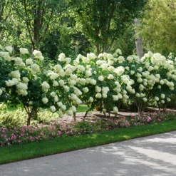 'Limelight' Panicle Hydrangea